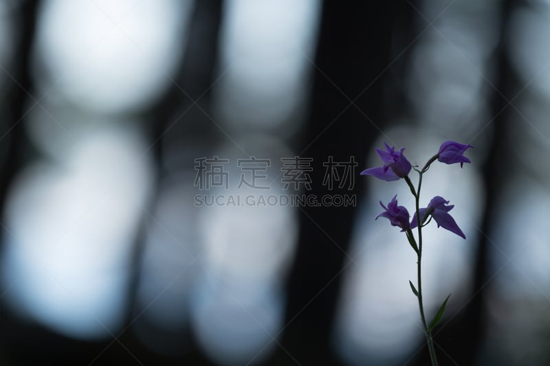 红花头蕊兰,森林,背景,松木,自然,兰花,水平画幅,无人,户外,图像