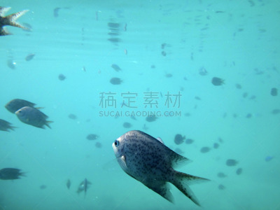 维拉港,瓦努阿图,海港,埃法特岛,海洋生命,水,度假胜地,水平画幅,沙子,海葵