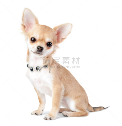小狗,珠宝,白色,分离着色,衣领,项链,金链,宠物项圈,钻石