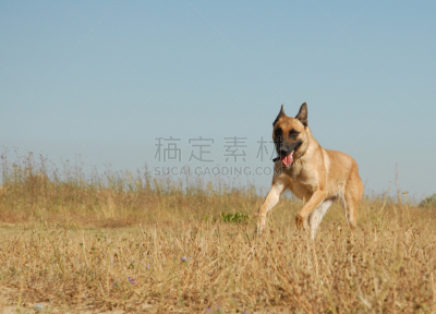 比利时玛伦牧羊犬,美,褐色,动物嘴,水平画幅,美人,牧羊犬,疲劳的,友谊,伸舌头