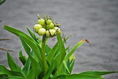 水平画幅,绿色,沙子,无人,日本,浆果,茅奇海滩,夏天,户外,茅崎