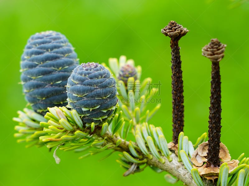 绿色,特写,枝,fir cone,风景,多色的,紫色,蓝色,自然,图像