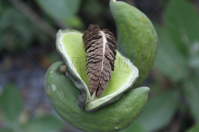 种子,品牌名称,王冠,印度次大陆人,鹭管鱼,萨菲德,泰米尔,清新,自然界的状态,热带气候