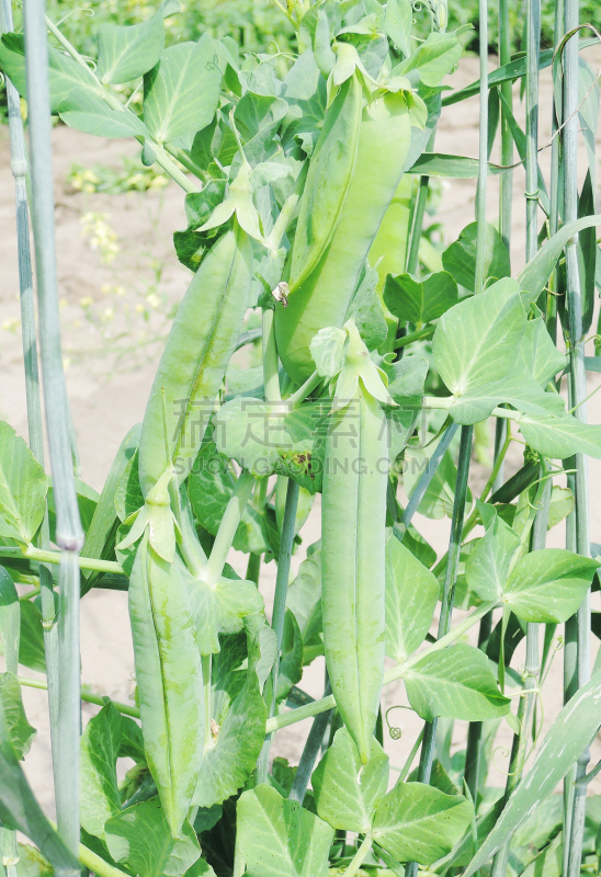豌豆,垂直画幅,素食,无人,夏天,一模一样,特写,豆,波波头,灌木
