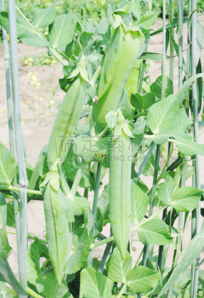 豌豆,垂直画幅,素食,无人,夏天,一模一样,特写,豆,波波头,灌木