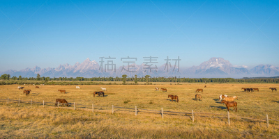 怀俄明,马,泰頓村,大提顿,大提顿国家公园,提顿山脉,美国西部,天空,公园,国家公园