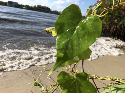牵牛花,叶子,有蔓植物,心型,水平画幅,沙子,茄科双子叶植物,情人节,户外,卷须