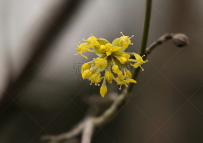 樱花,山茱萸,影像年代,花冠,选择对焦,美,褐色,水平画幅,无人,21世纪