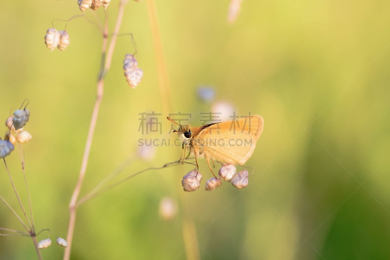 蝴蝶,翅膀,日光,黄昏,美,褐色,水平画幅,优美,动物身体部位,野外动物