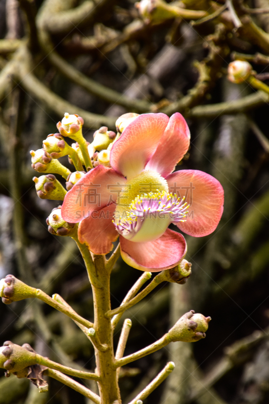 Kanonenkugelbaum mit schöner Blüte an dem Stamm