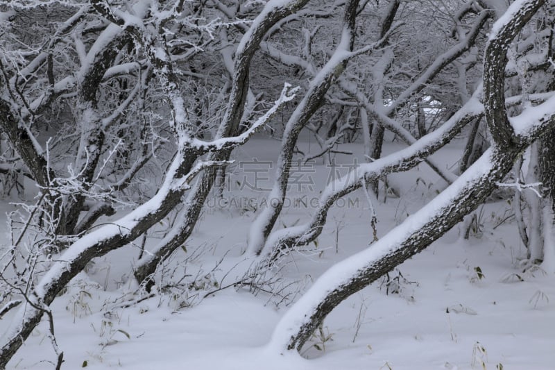 雪,森林,自然,水平画幅,地形,冬天,长野县,无人,松本,日本