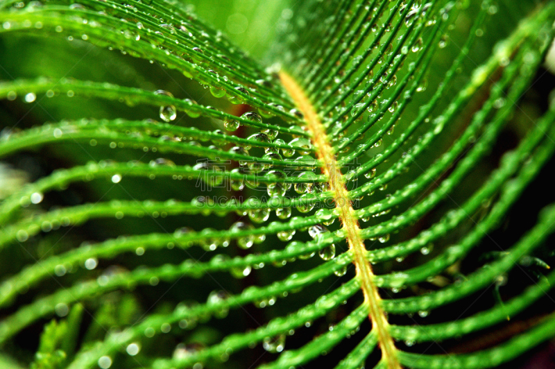 雨,莎古峡谷,西米椰子,苏铁科植物,自然,水平画幅,雨滴,水滴,露水,大特写