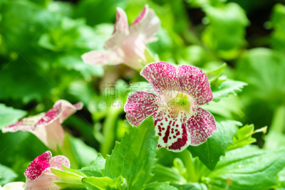 猴面花,紫色,斑点,菜园,白色,自然,植物,水平画幅,无人,植物学