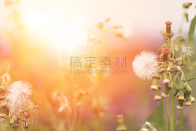 草地,白色,黄色,白昼,母亲节,田地,甘菊花,背景,夏天,日光