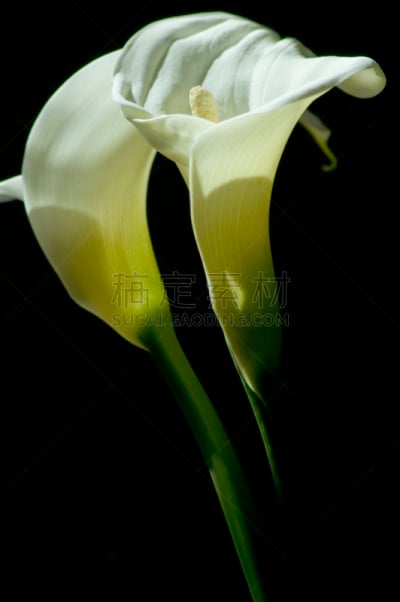 马蹄莲,垂直画幅,温带的花,ryevale马蹄莲,铃兰,龙血树属植物,卡撒布兰卡百合,mystery lily,花束,白色