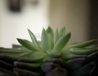 餐馆,植物,式样,桌子,水平画幅,绿色,无人,运动模糊,华丽的,仙人掌