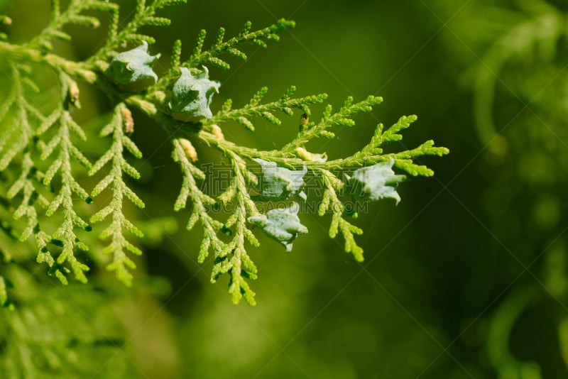 自然,无人,植物海滩,哈萨克斯坦,鳞特德吸蜜鹦鹉,图像,水平画幅,大自然保护协会,树蛇,摄影