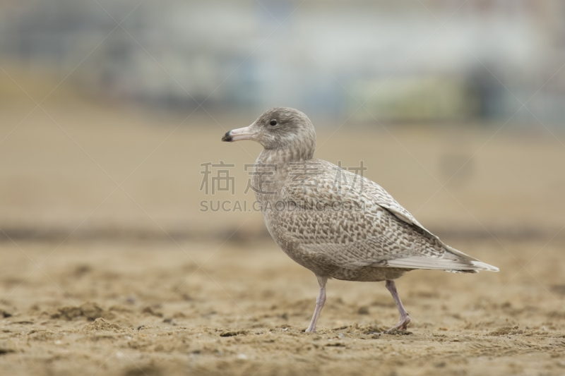 绿灰色翼海鸥,北极鸥,斯海弗宁恩,荷兰南部,野生动物,动物,鸟类,海岸线,户外,欧洲