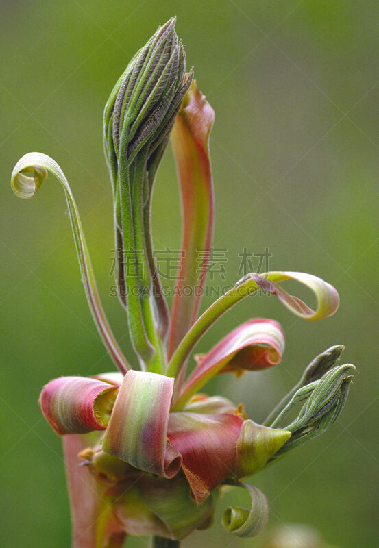 花蕾,叶子,美洲山核桃,垂直画幅,山胡桃木,无人,落叶树,摄影,花,树