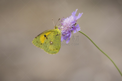 动物,植物群,植物,pincushion flower,水平画幅,无人,2015年,华北蓝灵灰,花头,粉蝶蜻蜓
