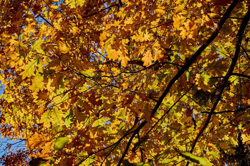 Red oak (Quércus rúbra) with yellow golden leaves in the rays of the morning sun. Yellow leaves with a red tint on the crown of an oak against the blue cloudless sky. Nature concept for design.