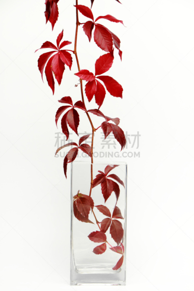 枝,叶子,秋天,红色,葡萄,垂直画幅,特写,白色,植物,植物学