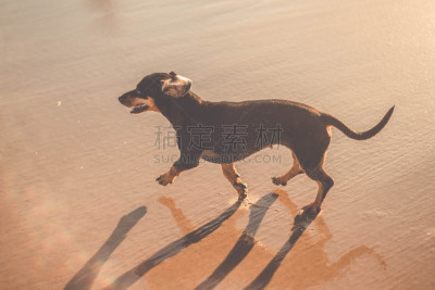 可爱的,狗,腊肠犬,沙子,海滩,活力,动物主题,纯种犬,球,自由