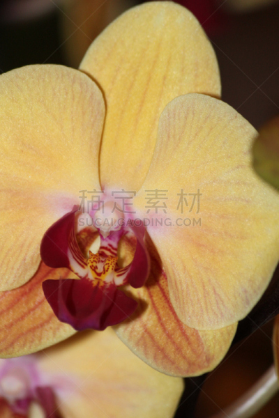 兰花,自然,垂直画幅,美国,雄蕊,无人,特写,单子叶植物,植物,黄色