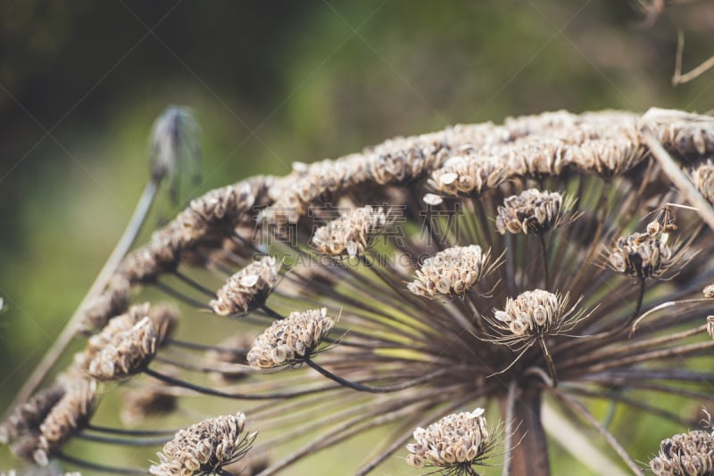 干的,草,绿色,遮阳伞,荷兰防风草,背景,母牛,褐色,水平画幅,无人