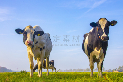 田地,乳牛,可爱的,牛奶,食品,肖像,动物家庭,哺乳纲,草,牛