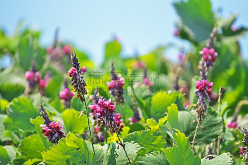 野葛,有蔓植物,水平画幅,无人,日本,夏天,植物,紫色,叶子,神奈川县