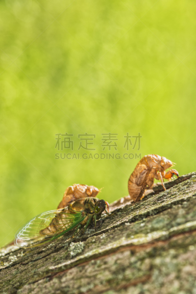 蝉,树皮,秋蝉,蝗虫,植物表皮,垂直画幅,留白,美国,绿色,无人