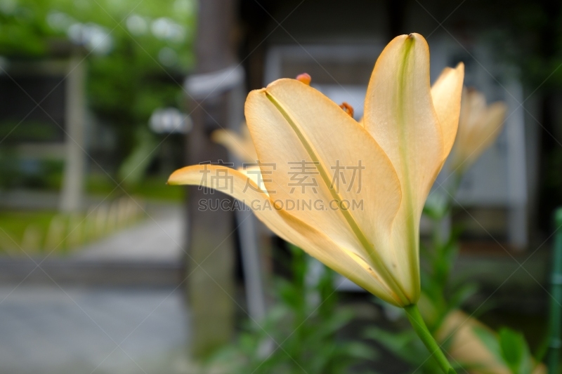 京都府,日本,百合花,京都市,水平画幅,无人,雨季,夏天,片山,摄影