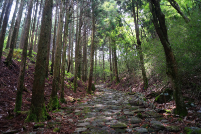 路,过时的,里山,箱根湿地植物园,水平画幅,地形,无人,户外,石材,箱根园