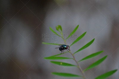 两翼昆虫,叶子,肤蝇,动物主题,传单,野生动物,图像,杀虫剂,野外动物,生物