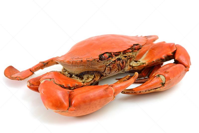 蓝蟹,红色,白色背景,海产,背景分离,清新,螃蟹,食品,橙色,图像