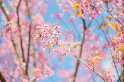 天空,樱桃,蓝色,雾,背景,野生植物,早期力士曼樱桃,美,水平画幅,樱花