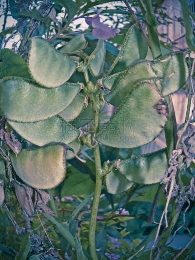 豆科植物,里拉符号,植物的主根,扁豆,金合欢树,风信子,蔬菜,垂直画幅,食品,图像