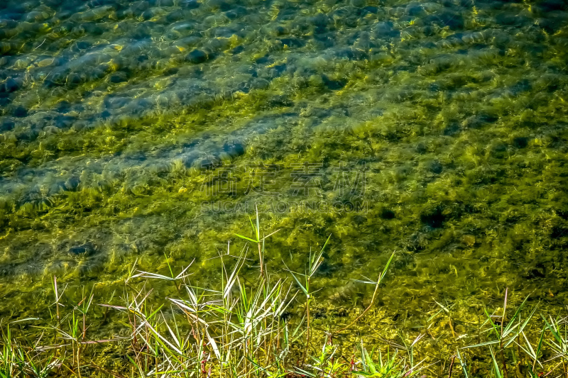 湿地,植物群,水生莎草,浮萍,路易斯安那州,在边上,水,天空,美,水生植物