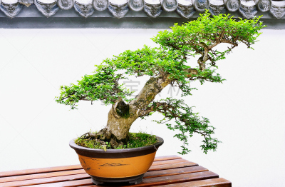 盆景,唐朝,榆树,自然,水平画幅,绿色,无人,户外,自然美,树荫