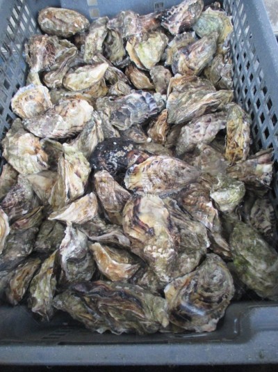 海洋,牡蛎,篮子,货物集装箱,生食,海产,华贵,法国,垂直画幅,图像
