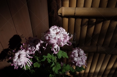 紫色,菊花,江户时代,轻的,传统,清新,仅一朵花,枝繁叶茂,自然美,植物