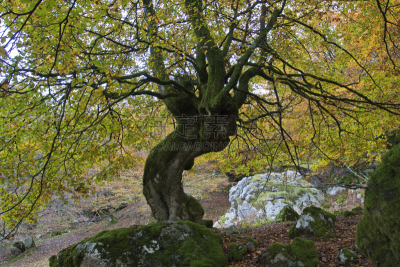 山毛榉树,哈雅公主,普拉多林荫道,Mood Moss,智利阿伯椒,地球女神,宁静,水平画幅,岩石,秋天