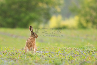 褐色野兔,比灵斯,自然,图像聚焦技术,选择对焦,低视角,留白,野生动物,水平画幅,注视镜头