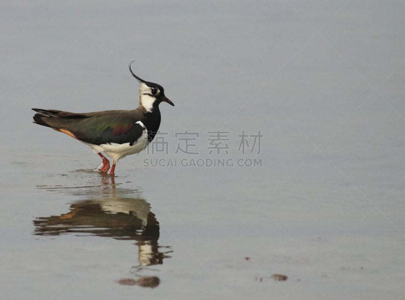 麦鸡亚科,田地,水,水平画幅,无人,欧洲,鸟类,野外动物,摄影,反射