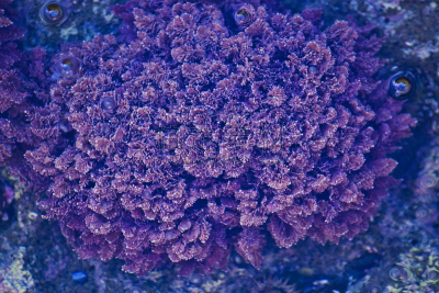 粉色,礁石,潮水坑,水平画幅,无人,迷宫脑珊瑚,水下,脑珊瑚,海洋生命,海葵
