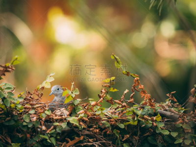 斑鸠,可爱的,爬行无花果,热带气候,野生动物,泰国,环境保护,动物,鸟类,植物