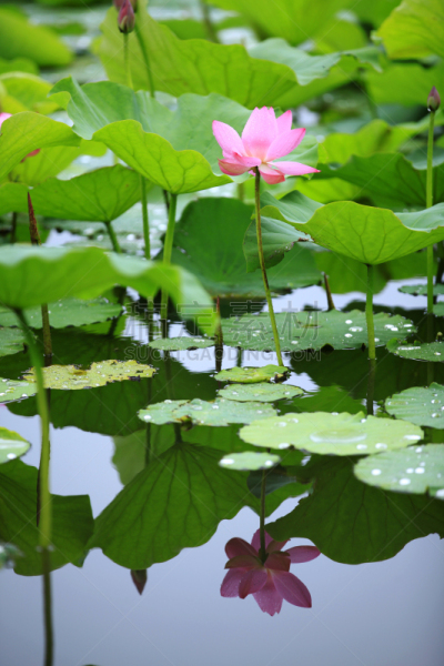 lotus