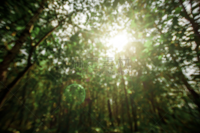 田地,正下方视角,深的,环境,背景,白桦,夏天,户外,天空,北