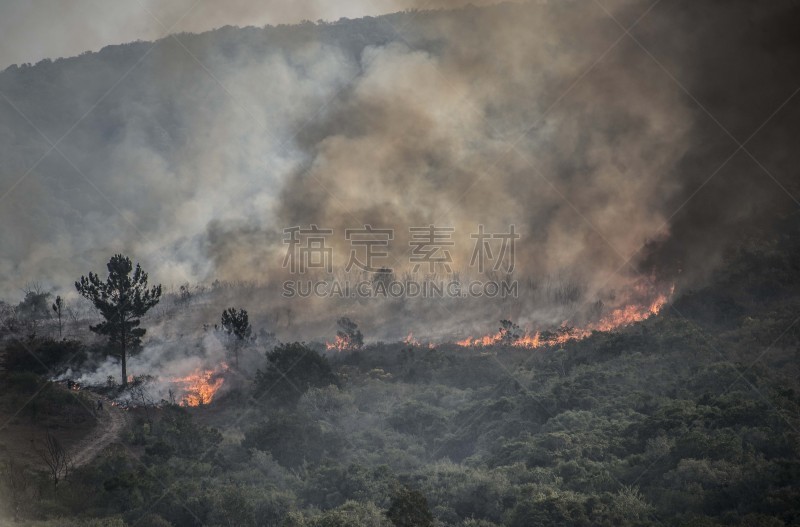 森林火灾,南非,水平画幅,无人,火,摄影